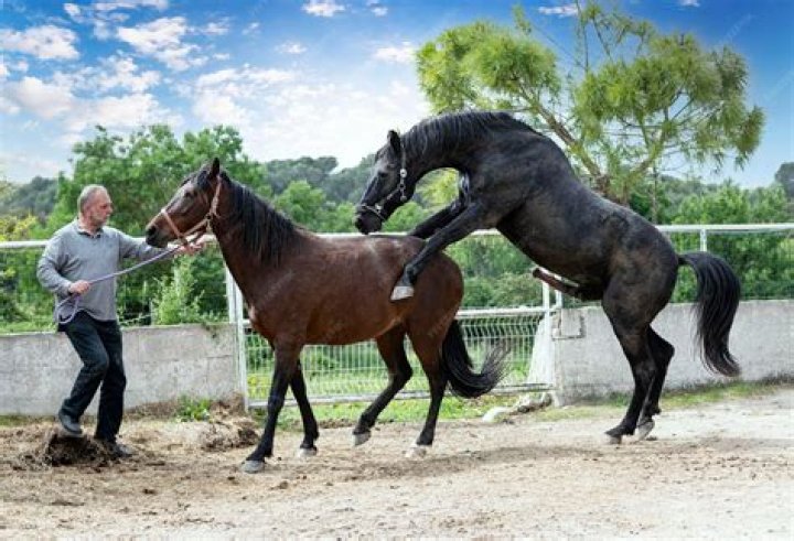 Achieving Horses Mating Successful: Insights for Every Owner and Enthusiast