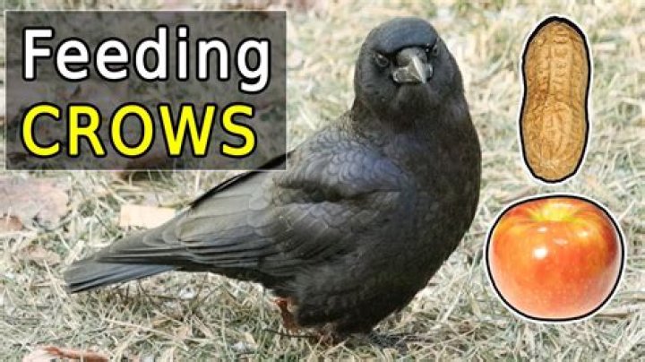 Discovering Lyra Crow: More Than Just Cat Memes